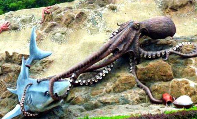 巨型章鱼大战鲨鱼海底霸王被活活吞噬镜头拍下精彩一幕