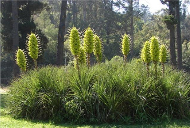 普亚菠萝|神奇植物“食羊树”：温度达40℃就会自燃，羊群靠近意味着死亡