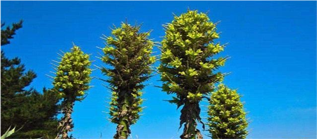 普亚菠萝|神奇植物“食羊树”：温度达40℃就会自燃，羊群靠近意味着死亡