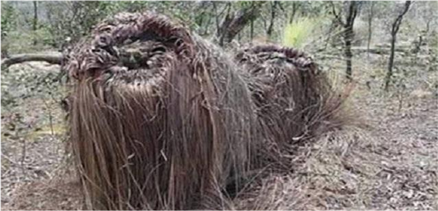 普亚菠萝|神奇植物“食羊树”：温度达40℃就会自燃，羊群靠近意味着死亡