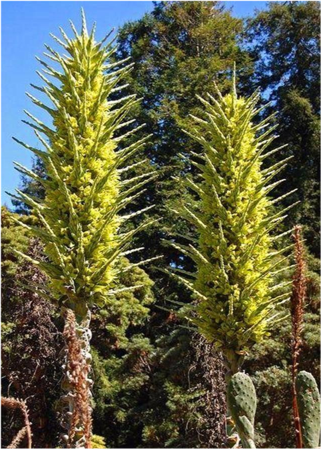 普亚菠萝|神奇植物“食羊树”：温度达40℃就会自燃，羊群靠近意味着死亡