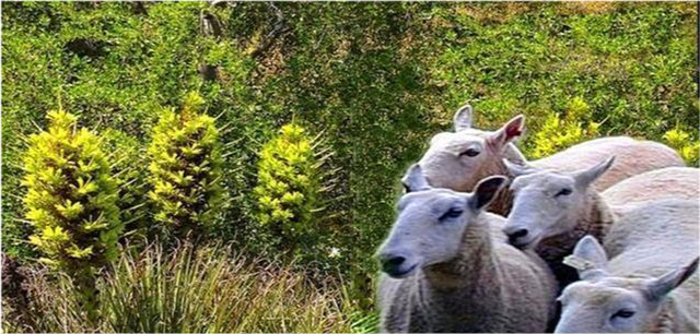 普亚菠萝|神奇植物“食羊树”：温度达40℃就会自燃，羊群靠近意味着死亡