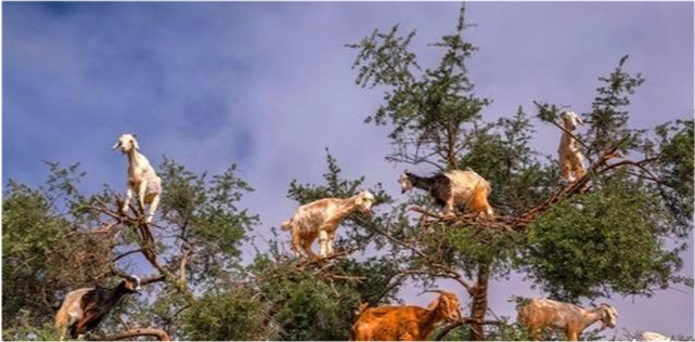 普亚菠萝|神奇植物“食羊树”：温度达40℃就会自燃，羊群靠近意味着死亡