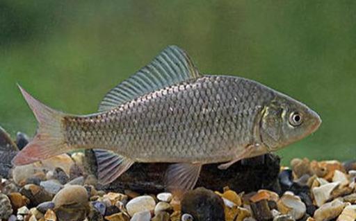 通过自创的方便易用的显微镜装置,完成了世界上第一群克隆鱼的创造