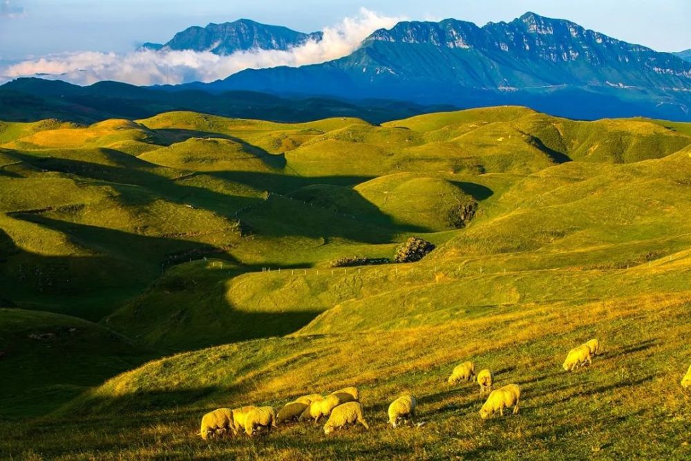 马楠藏在云端的黄金牧场