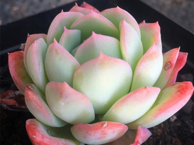 水莲属于中小型的多肉品种,一般不会长得太大,长大和状态必须二选一