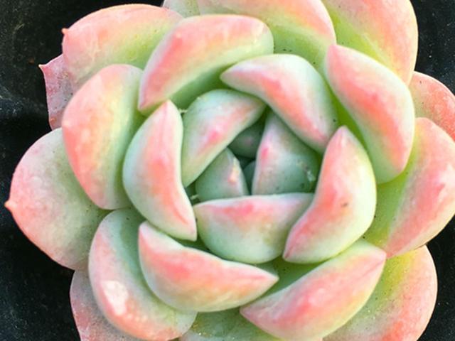 水莲属于中小型的多肉品种,一般不会长得太大,长大和状态必须二选一