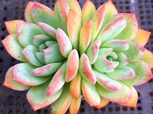 多肉水莲,一点温柔如水,养护好秋天美成果冻色,养不好容易徒长