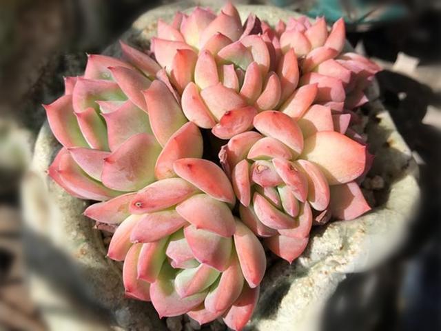 多肉水莲一点温柔如水养护好秋天美成果冻色养不好容易徒长