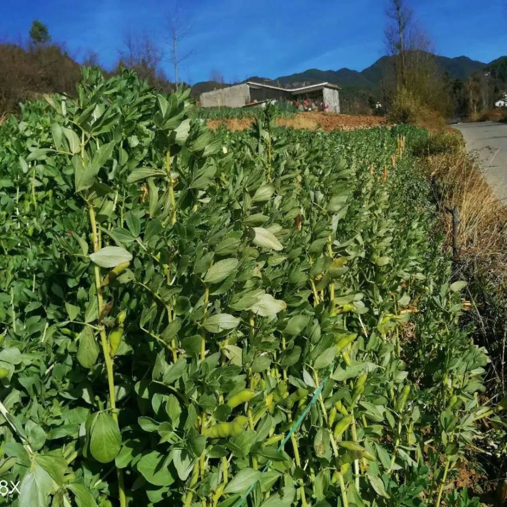 蠶豆的適宜種植時間和方法!