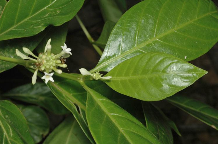 荒野维生野菜系列——海滨木巴戟_腾讯新闻