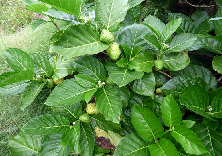 荒野维生野菜系列——海滨木巴戟_腾讯新闻