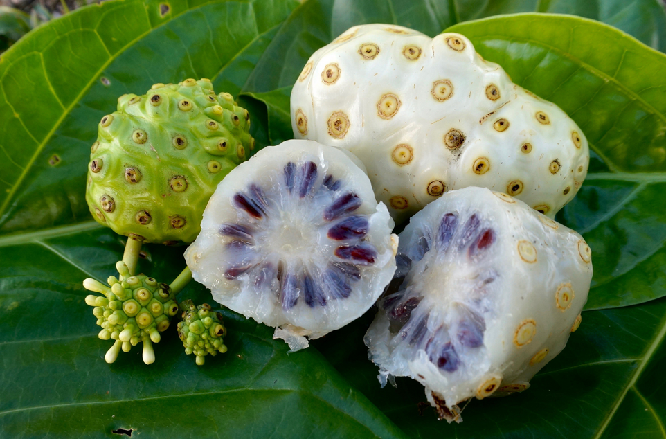 荒野维生野菜系列——海滨木巴戟