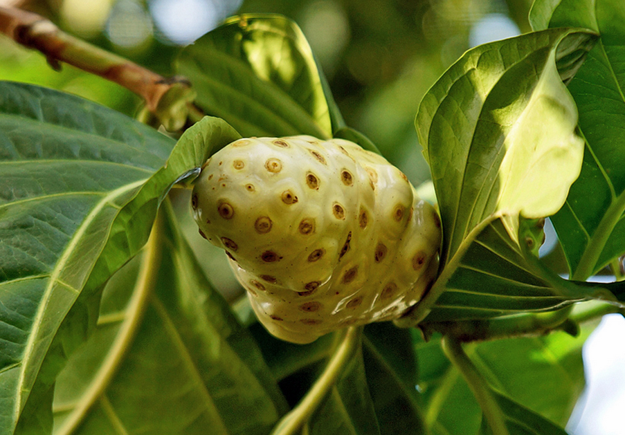 荒野维生野菜系列——海滨木巴戟_腾讯新闻