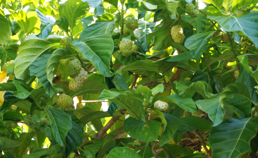 荒野维生野菜系列——海滨木巴戟_腾讯新闻