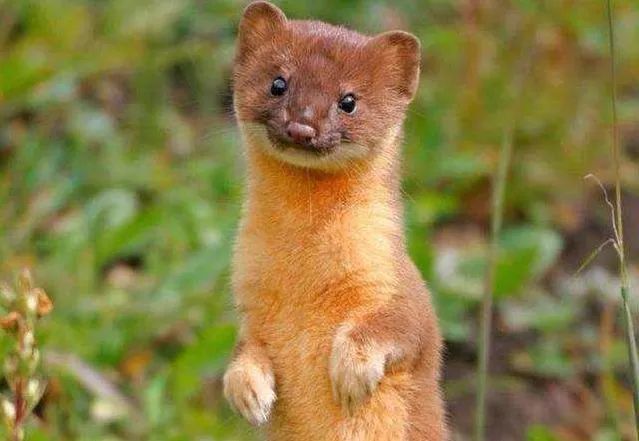 民间怪谈黄皮子讨封