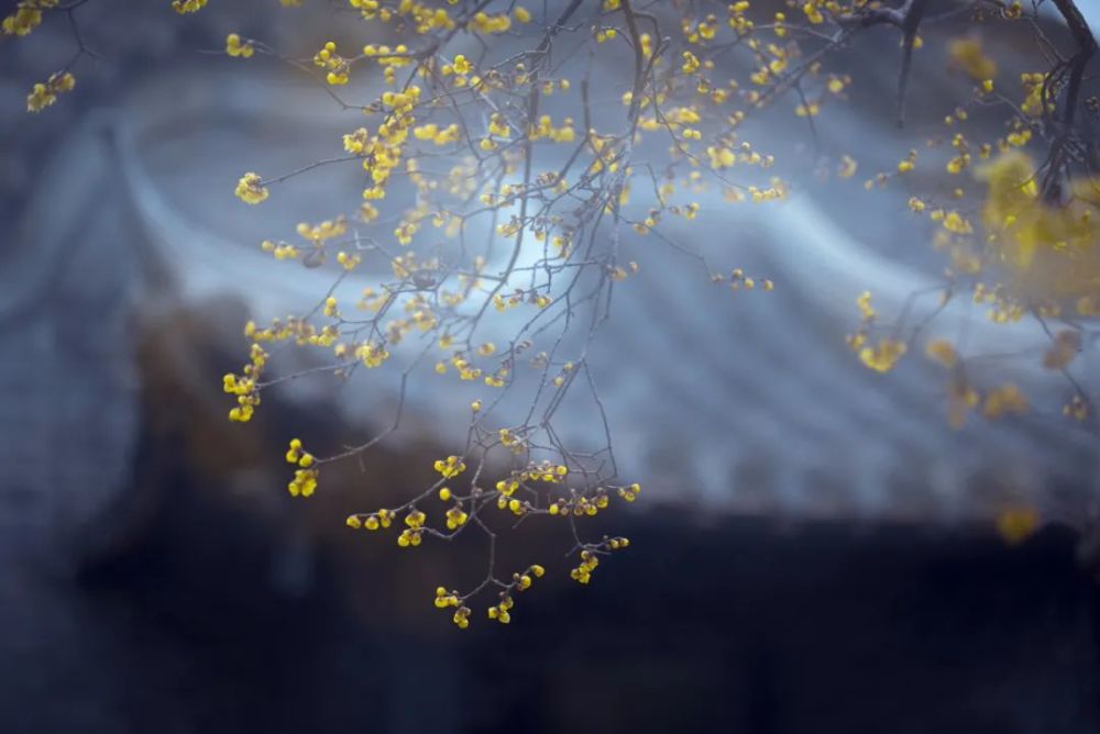 桂花|雨落一地情，繁花惹人倾