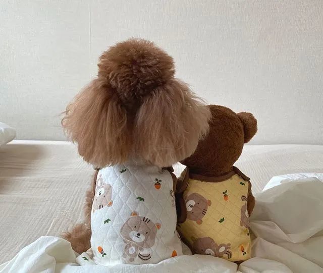 一只小泰迪和小熊玩偶的背影走红,网友被萌哭:跪求正面!_腾讯新闻