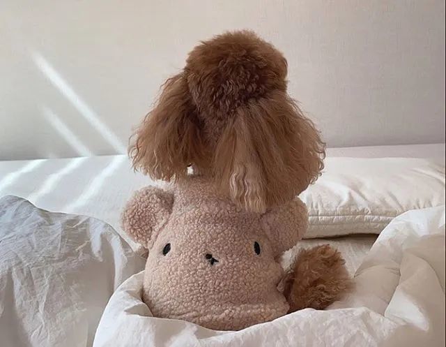 一只小泰迪和小熊玩偶的背影走红,网友被萌哭:跪求正面!_腾讯新闻