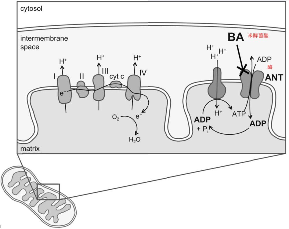 八口|冰箱里的一碗面，要了八口人的命，小心自制食物那些致命陷阱