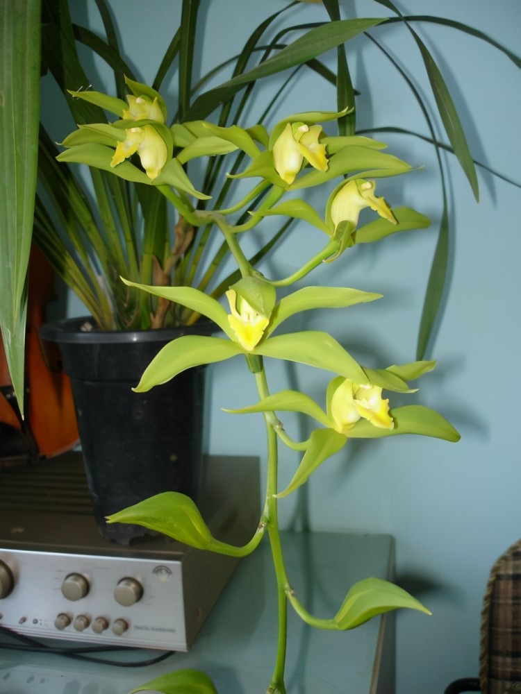 手把手教你养碧玉兰叶子繁茂有精神开花香喷喷