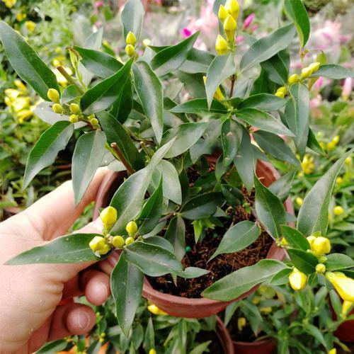 法国茉莉不一般,开花都是金黄色,花香浓郁也好养_腾讯新闻