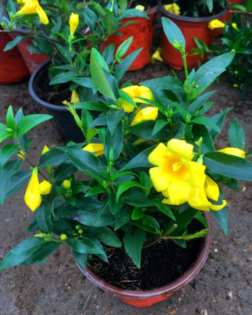 法国茉莉不一般开花都是金黄色花香浓郁也好养