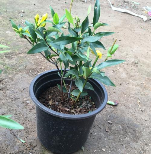 法国茉莉不一般,开花都是金黄色,花香浓郁也好养_腾讯新闻