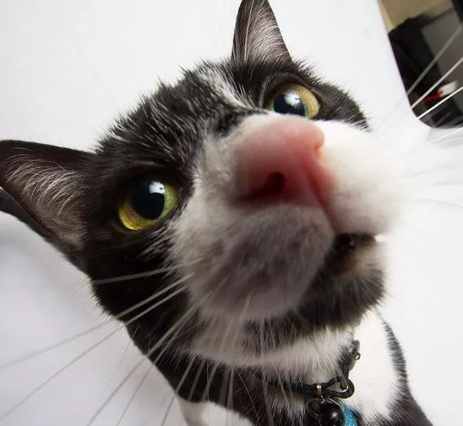 好奇猫咪的歪头杀,搞笑喵星人