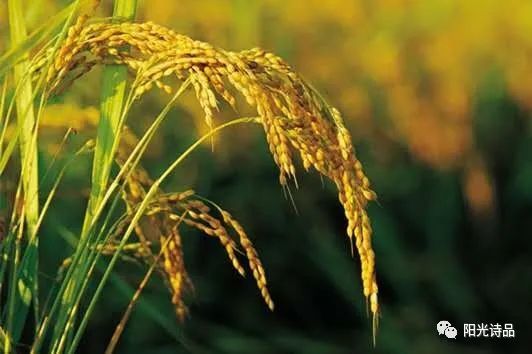 金黄的稻束|一场关于收割的盛事【阳光诗品同题第3