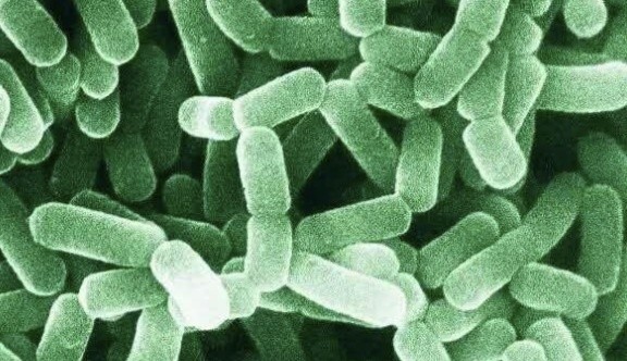 80水苏糖搭配罗伊氏乳杆菌对宝宝肠绞痛有效更放心