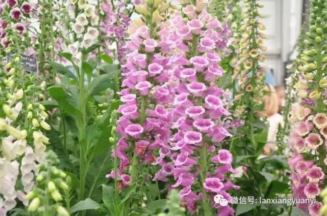 蜜院 植物 毛地黄 花冠 花坛 毛地黄