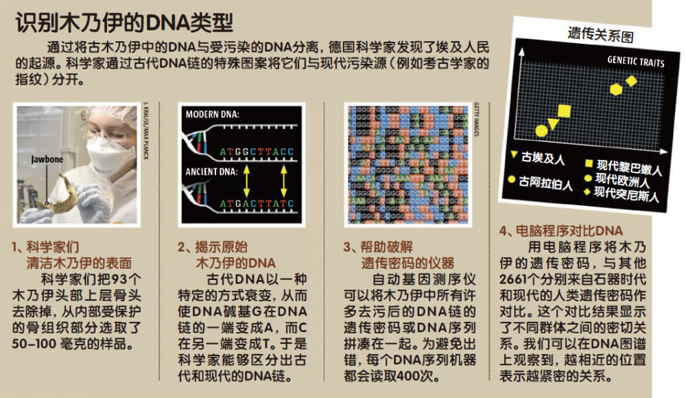 古埃及人|木乃伊带我们探秘古埃及基因史