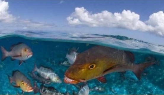 地球|恐龙灭绝后1000万年，地球又发生大事件！人类若不注意将会重演