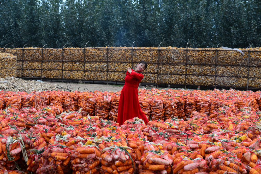 聊城玉米丰收展现金色画卷美丽姑娘舞出幸福时光