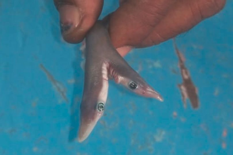 印度渔民捕捞起罕见双头鲨,一个身子两个头,连专家都啧啧称奇