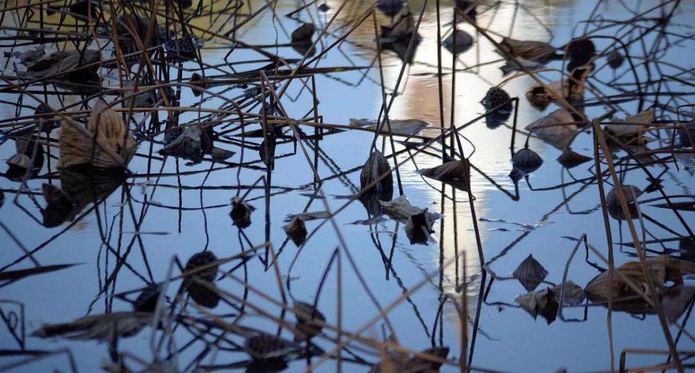 掬水月在手|《掬水月在手》首映，叶嘉莹以老北京人的资格欢迎大家来看