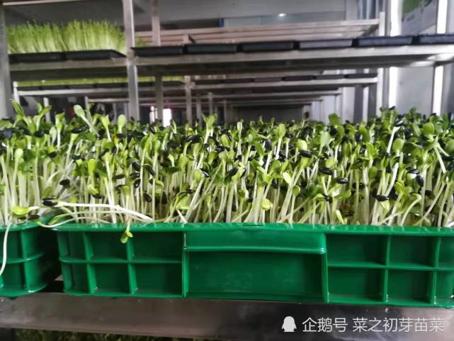 葵花籽还能生芽苗菜你知道吗 营养价值居然这么高 葵花籽 营养价值 芽苗菜 营养 神经衰弱