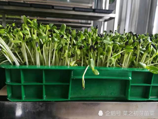 葵花籽还能生芽苗菜你知道吗 营养价值居然这么高 葵花籽 营养价值 芽苗菜 营养 神经衰弱