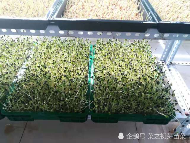 葵花籽还能生芽苗菜你知道吗 营养价值居然这么高 葵花籽 营养价值 芽苗菜 营养 神经衰弱