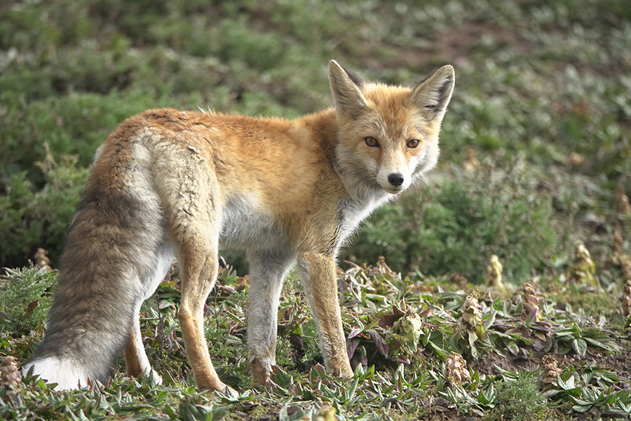 三江源:野生动物乐园