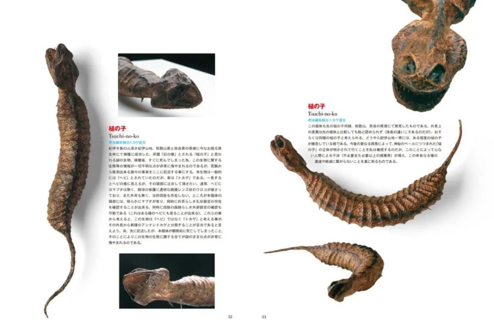 水怪 雪男 隐藏在哆啦a梦中的神秘生物学 腾讯新闻