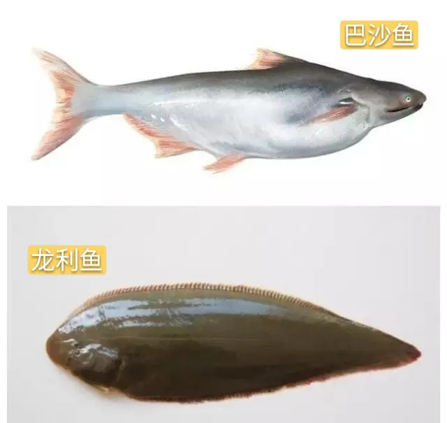 全球碰瓷儿的巴沙鱼你买的龙利鱼到底是什么鱼