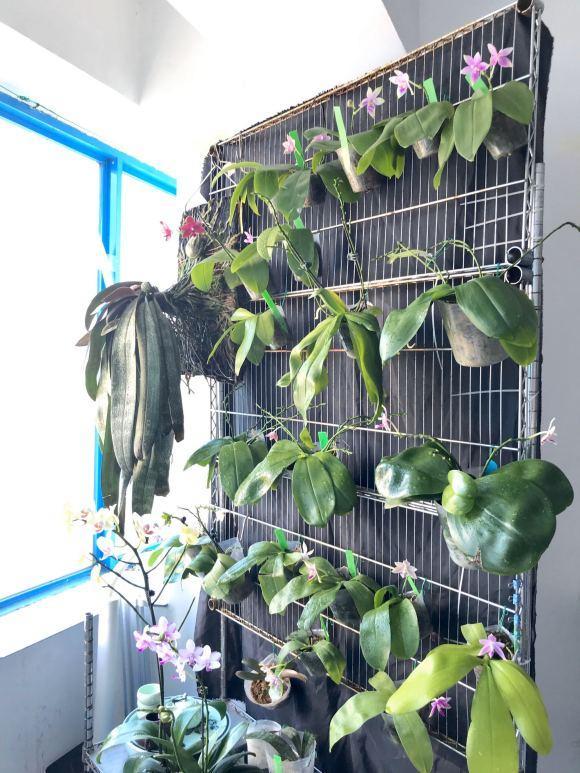 他把蝴蝶兰种成一面花墙 300万都不卖 太壮观了 蝴蝶兰 蝴蝶兰花 爆盆