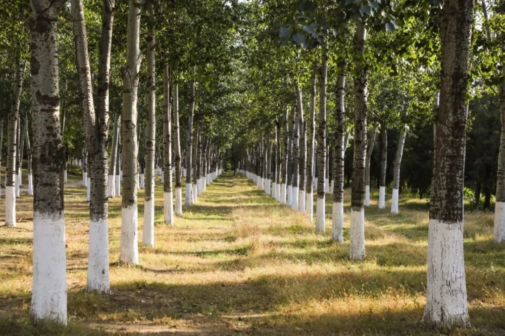 景山公园|5个景山公园大！紫苑、粉黛盛开！北京新晋“赏秋”圣地，现在去正好！