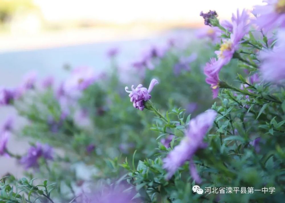 老舍|一叶落而知天下秋，请君共看滦平一中校园里最美的秋！