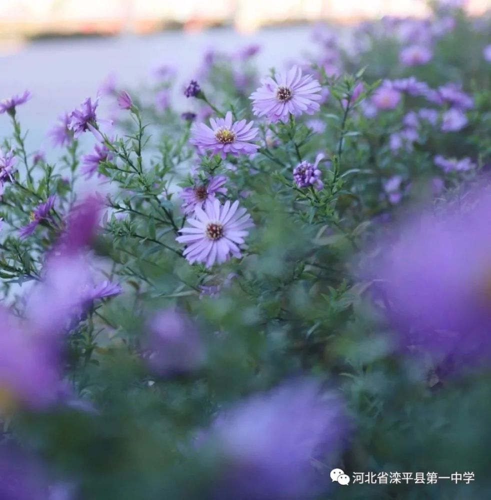 老舍|一叶落而知天下秋，请君共看滦平一中校园里最美的秋！