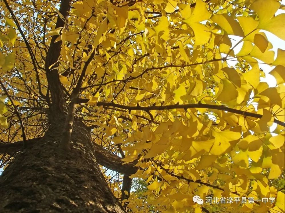 老舍|一叶落而知天下秋，请君共看滦平一中校园里最美的秋！