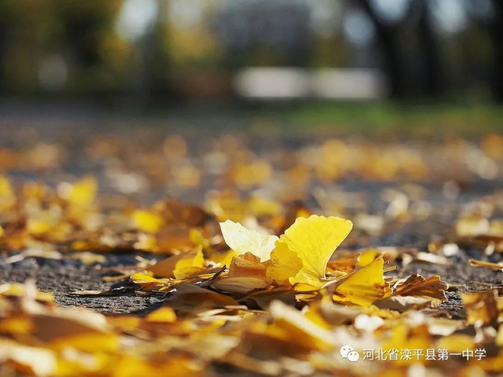老舍|一叶落而知天下秋，请君共看滦平一中校园里最美的秋！