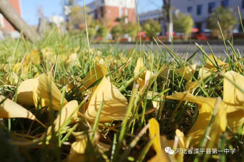 老舍|一叶落而知天下秋，请君共看滦平一中校园里最美的秋！